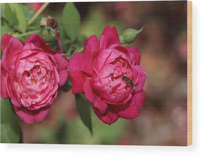 Rose Wood Print featuring the photograph Twin Roses by Mingming Jiang