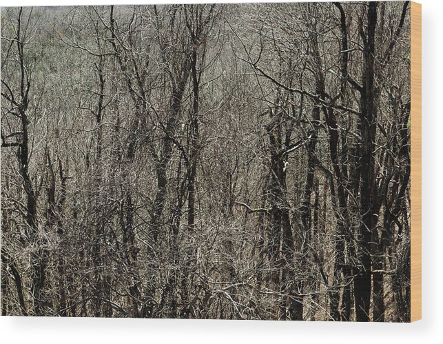 Mountains Wood Print featuring the photograph Twisted Forest Solitude by Ed Williams