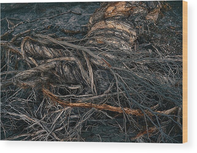 Australia Wood Print featuring the photograph Twisted by Jay Heifetz