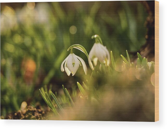 Galanthus Nivalis Wood Print featuring the photograph Galanthus nivalis at spring by Vaclav Sonnek