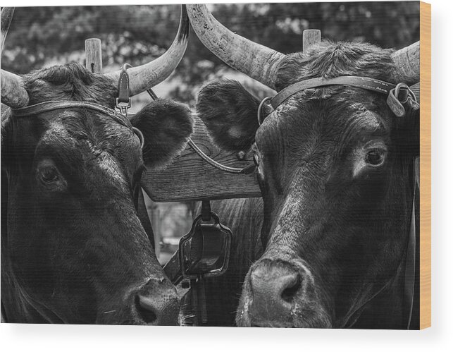 Museum Quality Wood Print featuring the photograph Two Bulls on parade by Bruce Davis