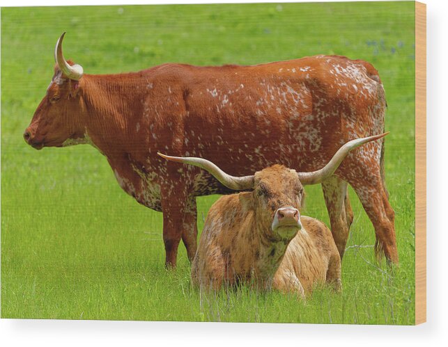 Texas Longhorns Wood Print featuring the photograph Two Longhorns by Jonathan Davison