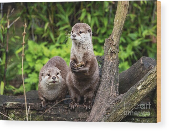 Otter Wood Print featuring the photograph Two Oriental small-clawed otters by Jane Rix