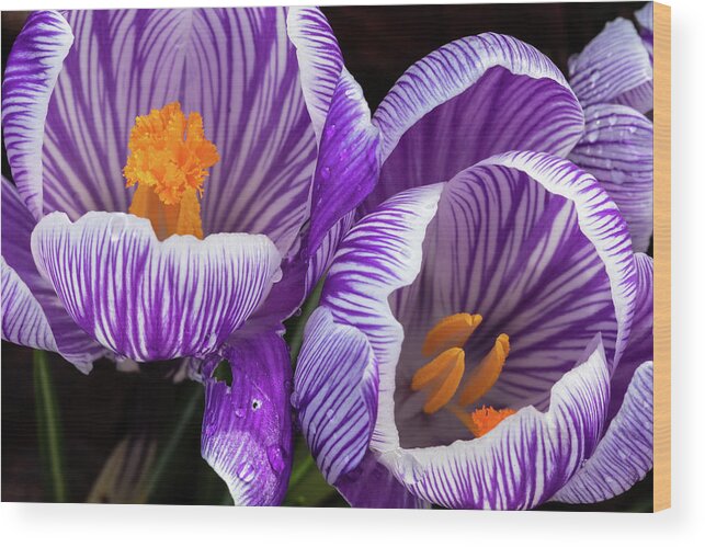 Purple And White Striped Crocus Wood Print featuring the photograph Two Purple and White Striped Crocus by Catherine Avilez