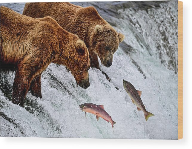 Ursus Arctos Gyas Wood Print featuring the photograph Two Salmons for Two Bears - Brooks Falls, Katmai National Park by Amazing Action Photo Video