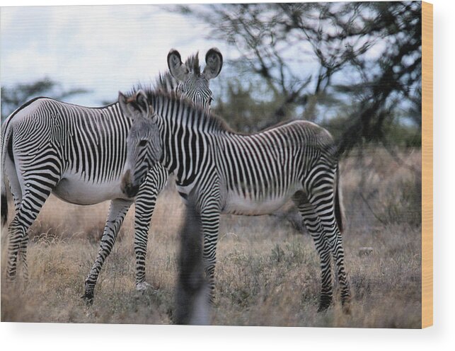 Zebra Wood Print featuring the photograph Two Zebras by Russ Considine
