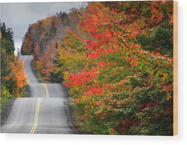 Take Me Home Country Roads Trees Fall Autumn Colours Colors Track Road Yellow Red Green Orange Blue Distance Fall Time October In Nova Scotia Wood Print featuring the photograph Undulating Fall  by David Matthews