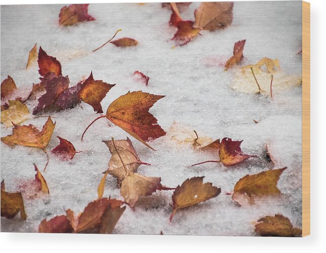 Autumn Leaves Wood Print featuring the photograph Unexpected - by Julie Weber