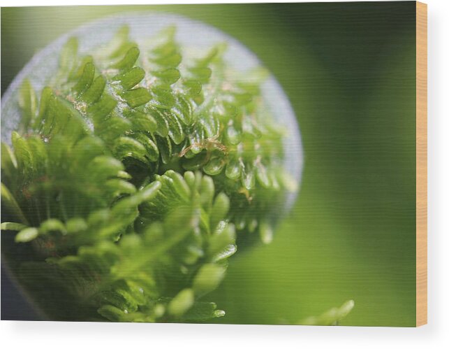 Fiddlehead Wood Print featuring the photograph Unfurling by Laurie Lago Rispoli