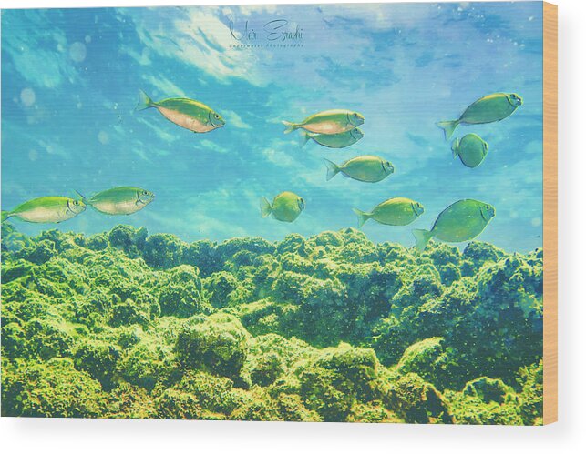 Under Water Wood Print featuring the photograph Uw 20210729 by Meir Ezrachi