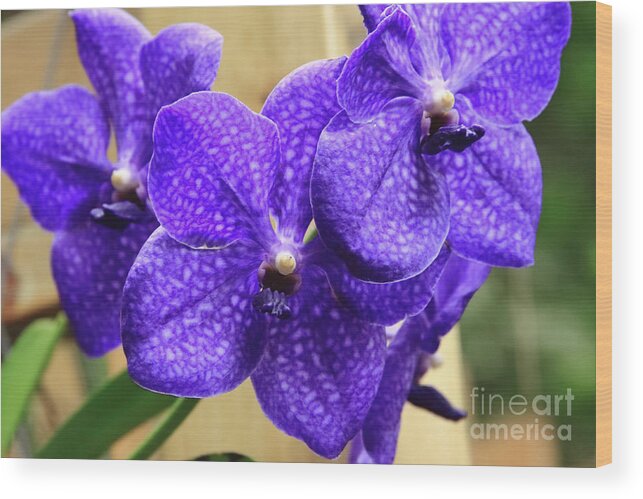 China Wood Print featuring the photograph Vanda Orchid II by Tanya Owens