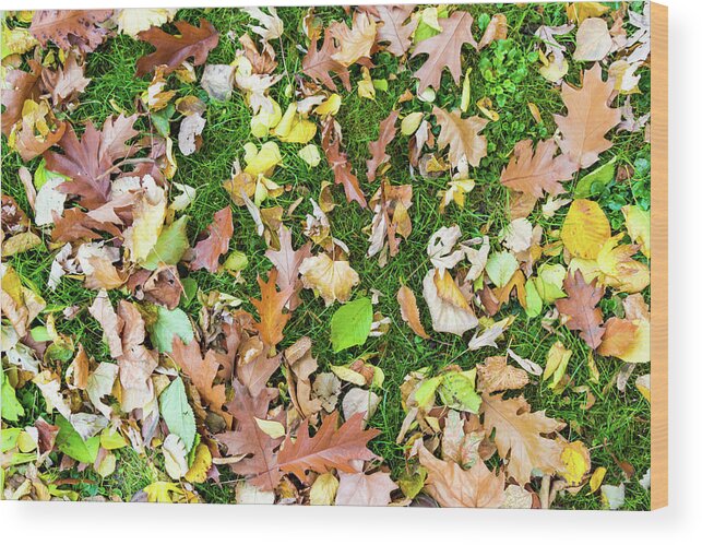 Autumn Wood Print featuring the photograph Various leaves fallen on grass in autumn fall by Viktor Wallon-Hars