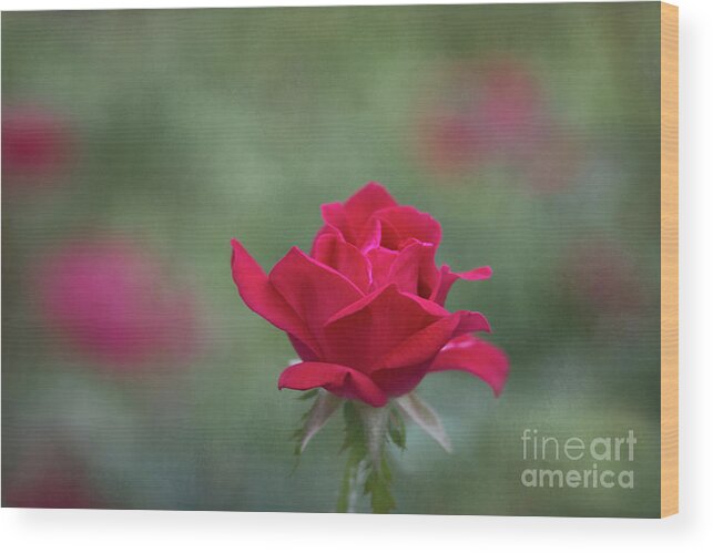 Rose Wood Print featuring the photograph Velvet Perfection by Amy Dundon