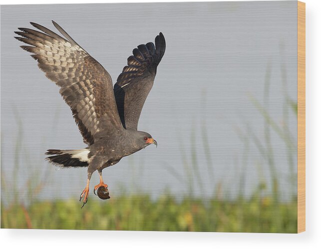 Snail Kite Wood Print featuring the photograph Victory by RD Allen