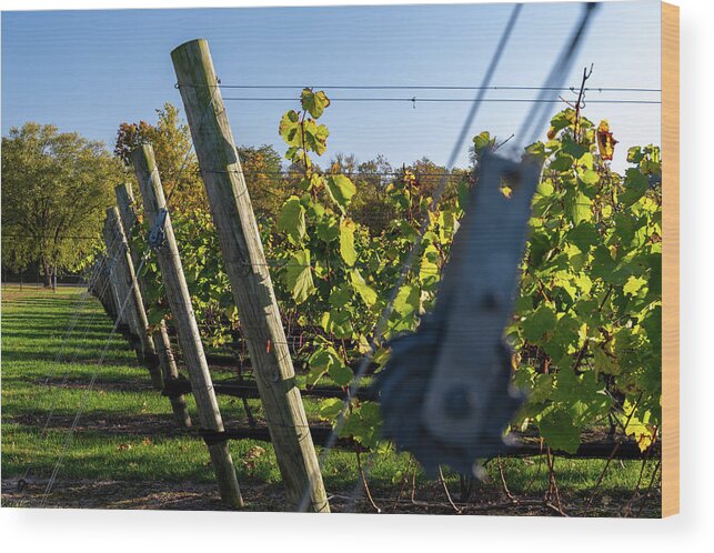 Federal Twist Vineyard Wood Print featuring the photograph Vine Support by Kristopher Schoenleber