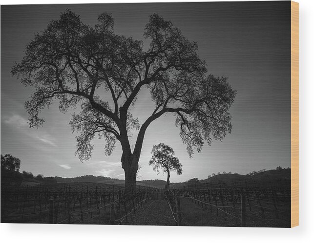 Paso Robles Wood Print featuring the photograph Vineyard Oak Arch by Joseph Smith