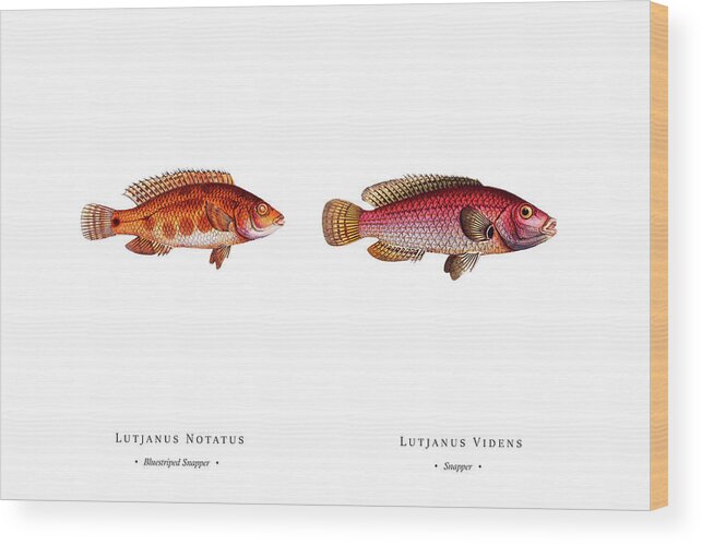 Illustration Wood Print featuring the digital art Vintage Fish Illustration - Bluestriped Snapper, Snapper by Studio Grafiikka