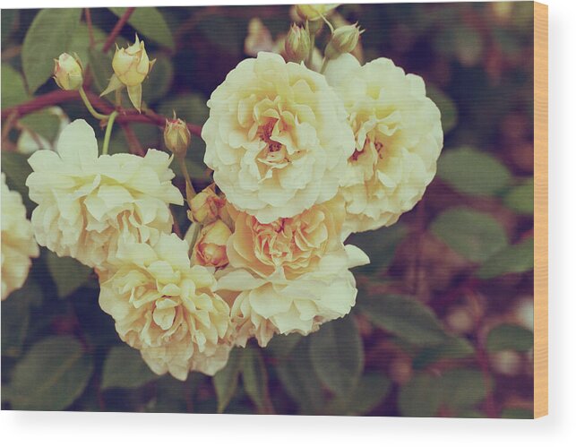 Rose Wood Print featuring the photograph Vintage Roses by Tanya C Smith