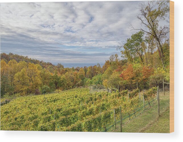 Blumont Wood Print featuring the photograph Virginia Vineyard View by Donna Twiford