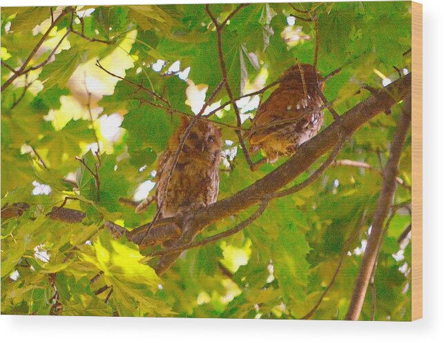 Eastern Screech Owls Wood Print featuring the photograph Visitors in my Backyard by Stacie Siemsen