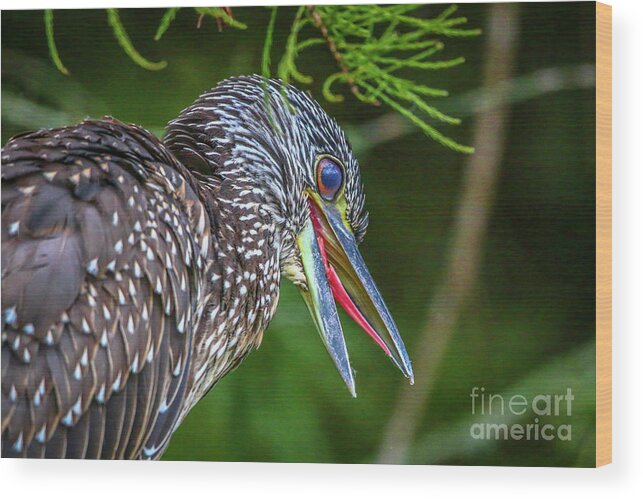 Heron Wood Print featuring the photograph Vocal Night Heron by Tom Claud