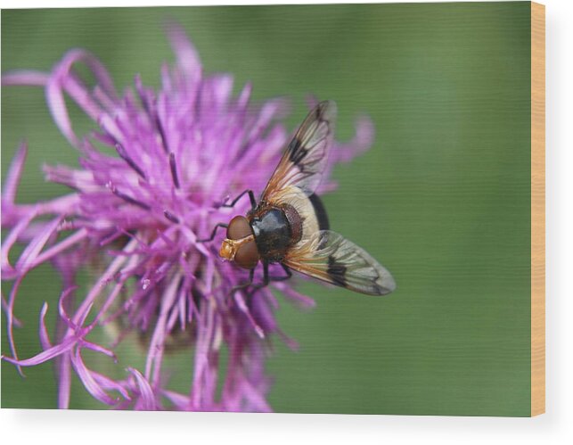 Volucella Pellucens Wood Print featuring the photograph Volucella pellucens sitting and standing on red clover trying find some sweet by Vaclav Sonnek