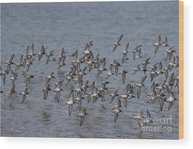 Waders Wood Print featuring the photograph Waders in Flight by Eva Lechner