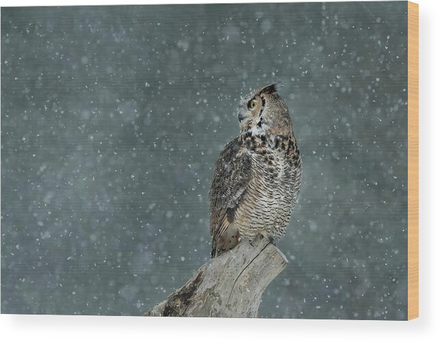 Waiting Out The Snowstorm Wood Print featuring the photograph Waiting Out the Snowstorm by CR Courson