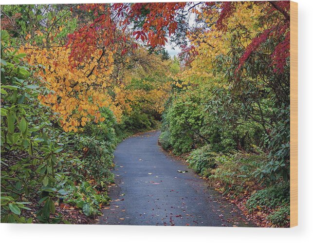 Alex Lyubar Wood Print featuring the photograph Walking path through the autumn park by Alex Lyubar