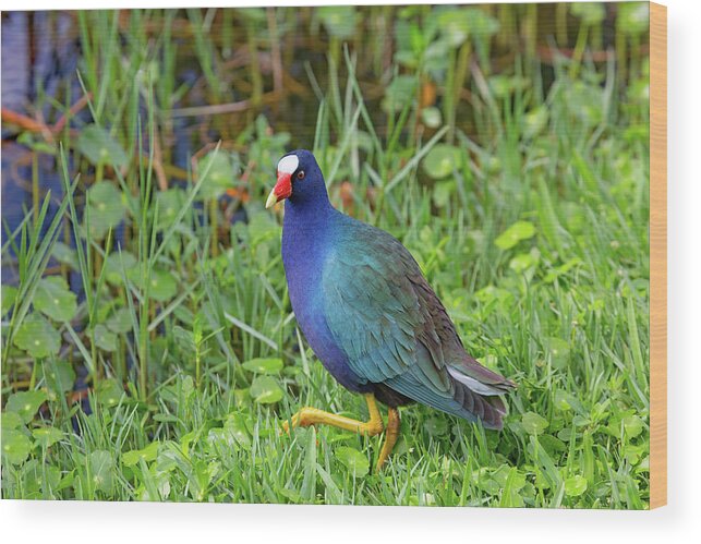 Bird Wood Print featuring the photograph Walking Rainbow by Gina Fitzhugh