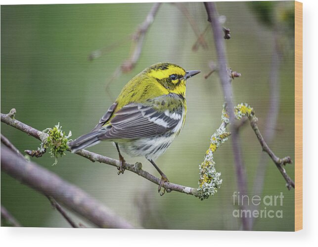 Cold Wood Print featuring the photograph Warbler by Craig Leaper