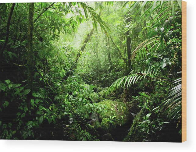 #faatoppicks Wood Print featuring the photograph Warm Glow Rainforest Creek by Nicklas Gustafsson
