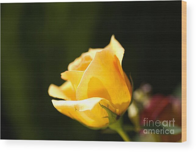 Warm Yellow Rose Bud Wood Print featuring the photograph Warm Yellow Rose Bud by Joy Watson