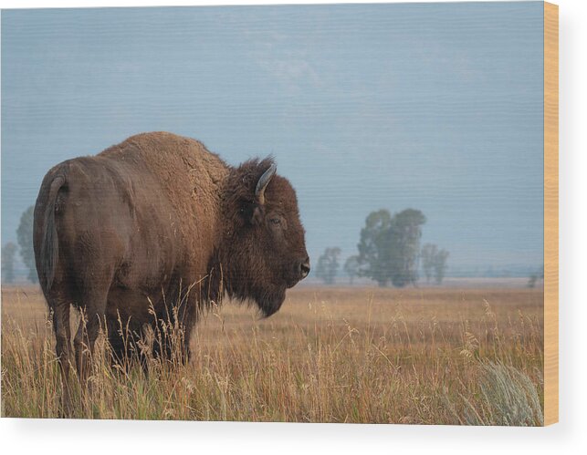 Buffalo Wood Print featuring the photograph Watcher by Mary Hone