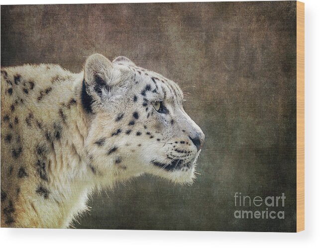 Animal Wood Print featuring the photograph Watchful and alert adult snow leopard, Panthera uncia, side prof by Jane Rix
