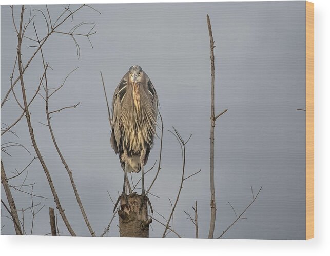 Gbh Wood Print featuring the photograph Watching by Jerry Cahill