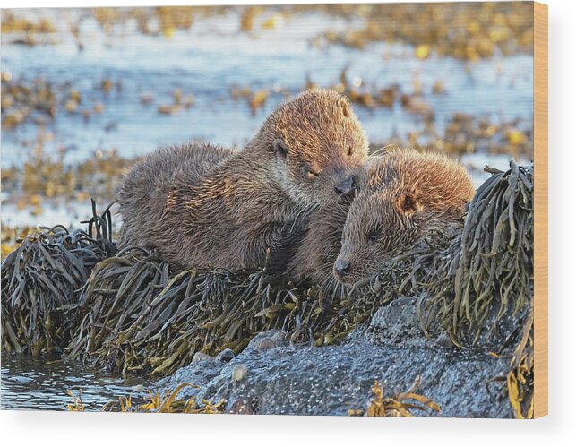 Otter Wood Print featuring the photograph Watching The Tide Come In by Pete Walkden