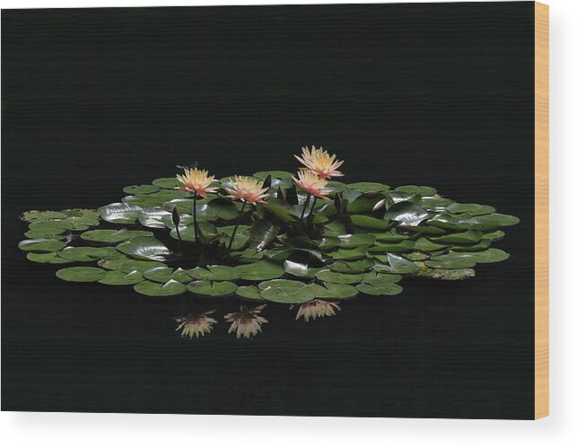Water Lily Wood Print featuring the photograph Water Lilies 8 by Richard Krebs