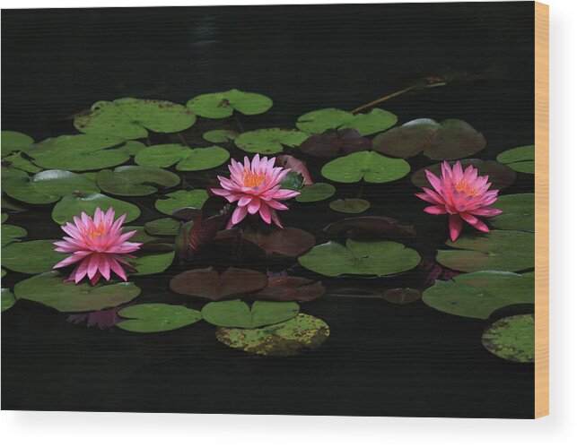 Water Lily Wood Print featuring the photograph Water Lilies 9 by Richard Krebs
