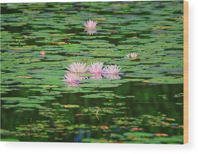 New Hampshire Wood Print featuring the photograph Water Lilies by Jeff Sinon