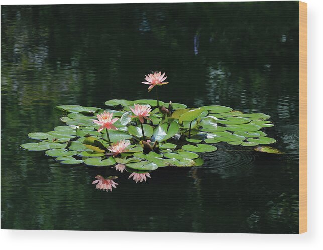 Water Lily Wood Print featuring the photograph Water Lilies 10 by Richard Krebs
