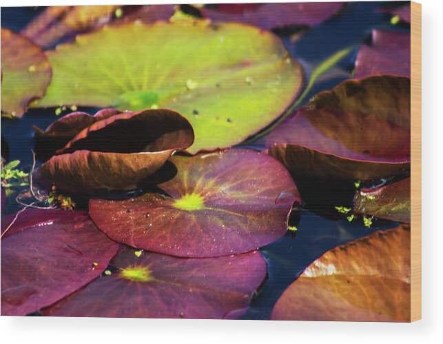 Landscape Wood Print featuring the photograph Water Lily Pads in Spring by Ruth Crofts Photography