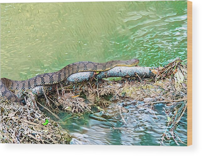 Water Snake Slithering Along Wood Print featuring the photograph Water Snake Slithering Along by Debra Martz