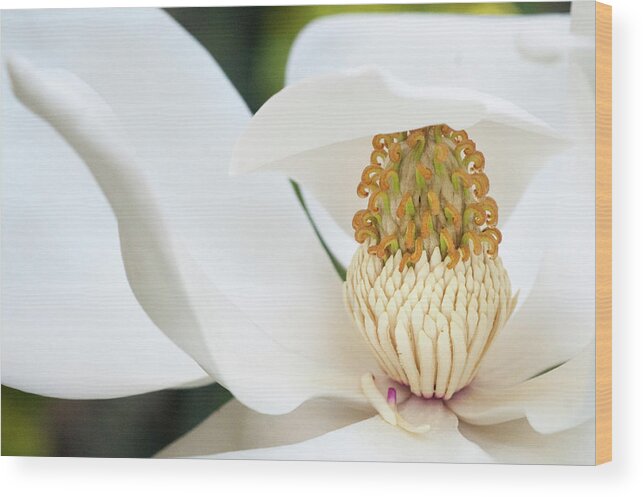 Magnolia Wood Print featuring the photograph Waving Magnolia by Melissa Southern