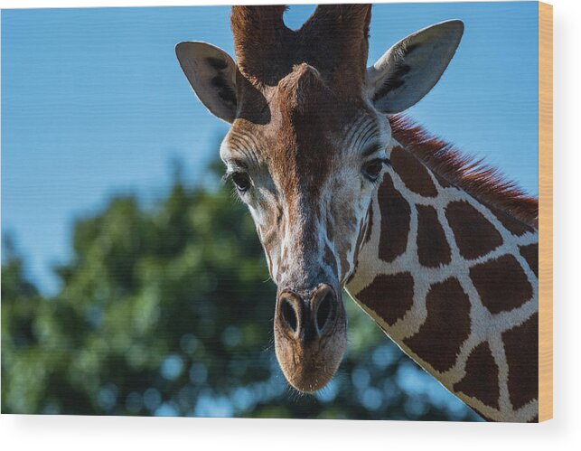 Reticulated Giraffe Wood Print featuring the photograph Well Hello There by Rose Guinther