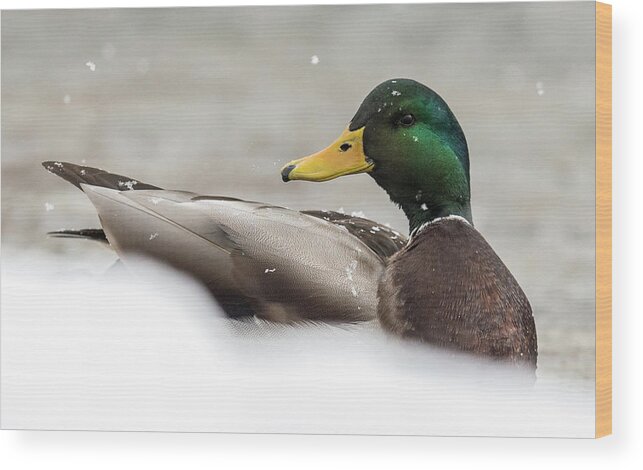 Ducks Wood Print featuring the photograph Werner Winter by Kevin Dietrich