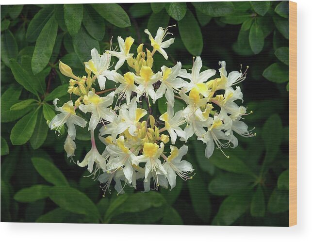Rhododendron Occidentale Wood Print featuring the photograph Western Azalea Flower Cluster by Alexander Kunz