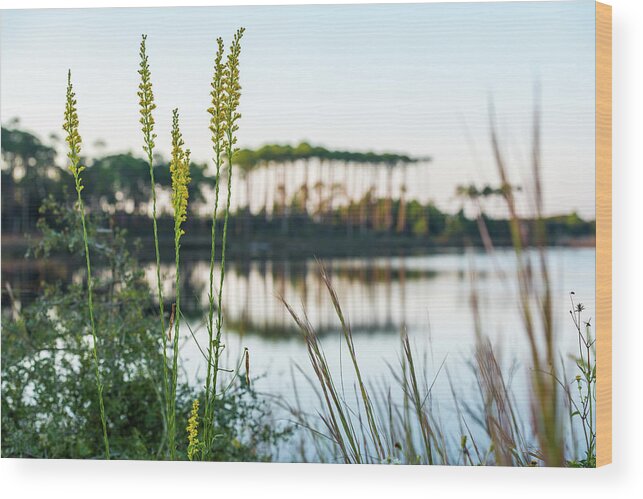 Sowal Wood Print featuring the photograph Western Lake Goldenrods by Kurt Lischka