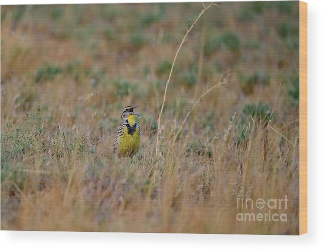 Western Meadowlark Wood Print featuring the photograph Western Meadowlark Singing by Amazing Action Photo Video