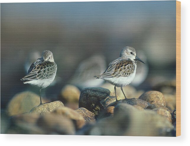Tim Fitzharris Wood Print featuring the photograph Western Sandpipers by Tim Fitzharris